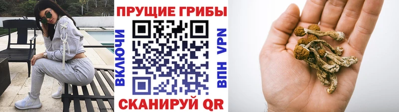 Псилоцибиновые грибы GOLDEN TEACHER Бежецк